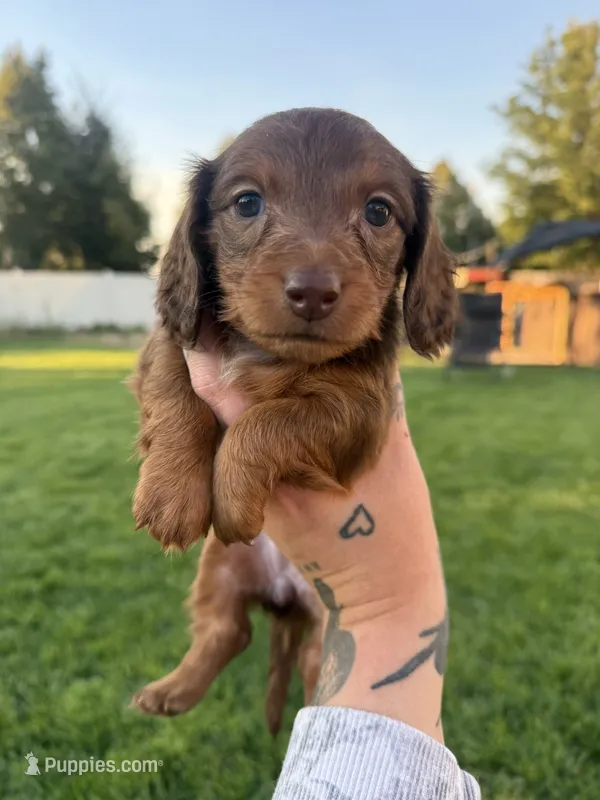 Boy 4 – Dachshund puppy for sale in Pasco, WA