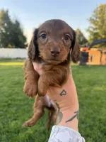 Boy 4, a male Dachshund for sale in Pasco, WA – 1 of 3