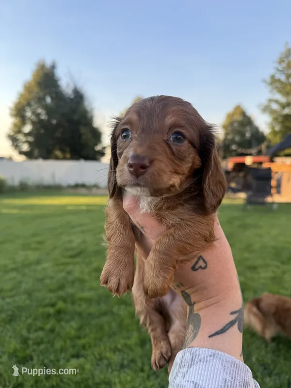 Girl 1 – Dachshund puppy for sale in Pasco, WA