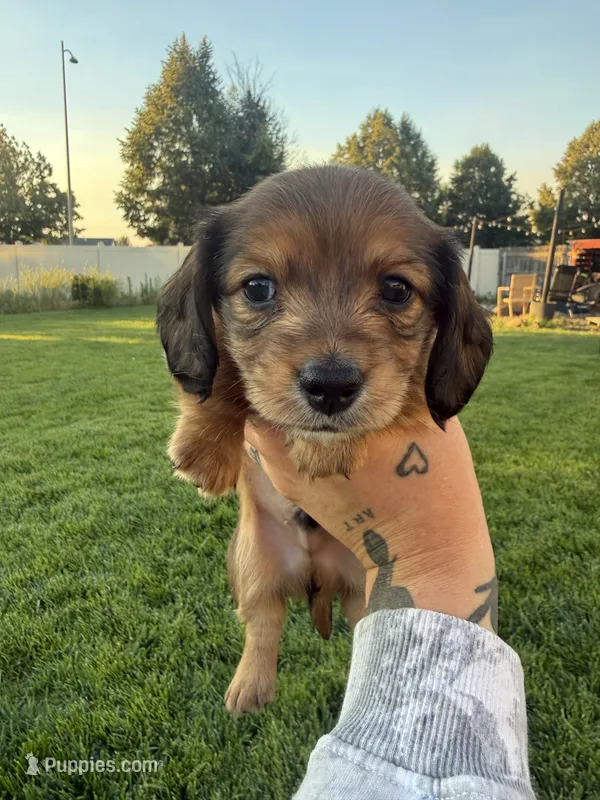 Boy 1 – Dachshund puppy for sale in Pasco, WA