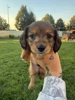 Boy 1, a male Dachshund for sale in Pasco, WA – 1 of 3
