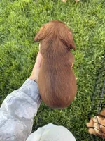 Boy 4, a male Dachshund for sale in Pasco, WA – 3 of 3
