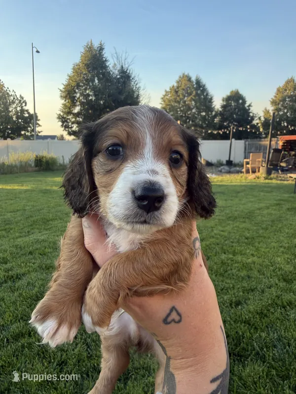 Boy 3 – Dachshund puppy for sale in Pasco, WA