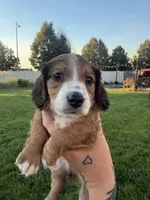 Boy 3, a male Dachshund for sale in Pasco, WA – 1 of 3