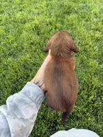 Boy 5, a male Dachshund for sale in Pasco, WA – 2 of 2