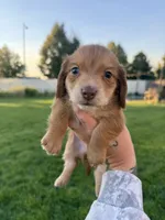 Boy 2, a male Dachshund for sale in Pasco, WA – 2 of 3