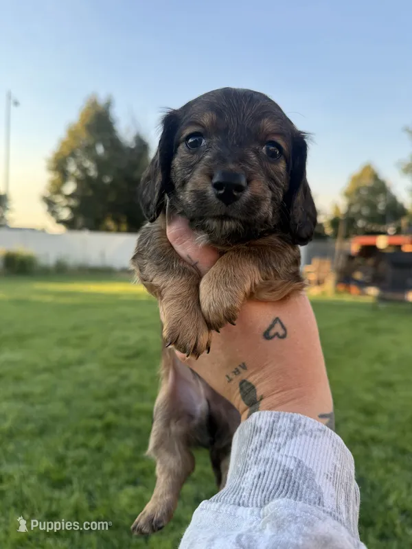 Boy 6 – Dachshund puppy for sale in Pasco, WA