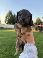Boy 6, a male Dachshund for sale in Pasco, WA – 1 of 3