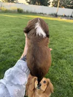 Boy 3, a male Dachshund for sale in Pasco, WA – 3 of 3