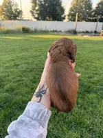 Girl 1, a male Dachshund for sale in Pasco, WA – 3 of 3