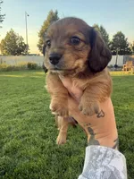 Boy 1, a male Dachshund for sale in Pasco, WA – 2 of 3