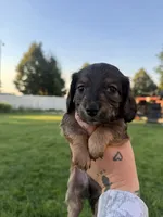 Boy 6, a male Dachshund for sale in Pasco, WA – 2 of 3