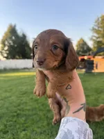Girl 1, a male Dachshund for sale in Pasco, WA – 2 of 3