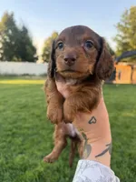 Boy 4, a male Dachshund for sale in Pasco, WA – 2 of 3