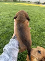 Boy 1, a male Dachshund for sale in Pasco, WA – 3 of 3