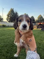 Boy 3, a male Dachshund for sale in Pasco, WA – 2 of 3