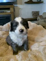 Finn, a male Bernedoodle for sale in Lone Grove, OK – 2 of 3