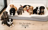 Finn, a male Bernedoodle for sale in Lone Grove, OK – 3 of 3