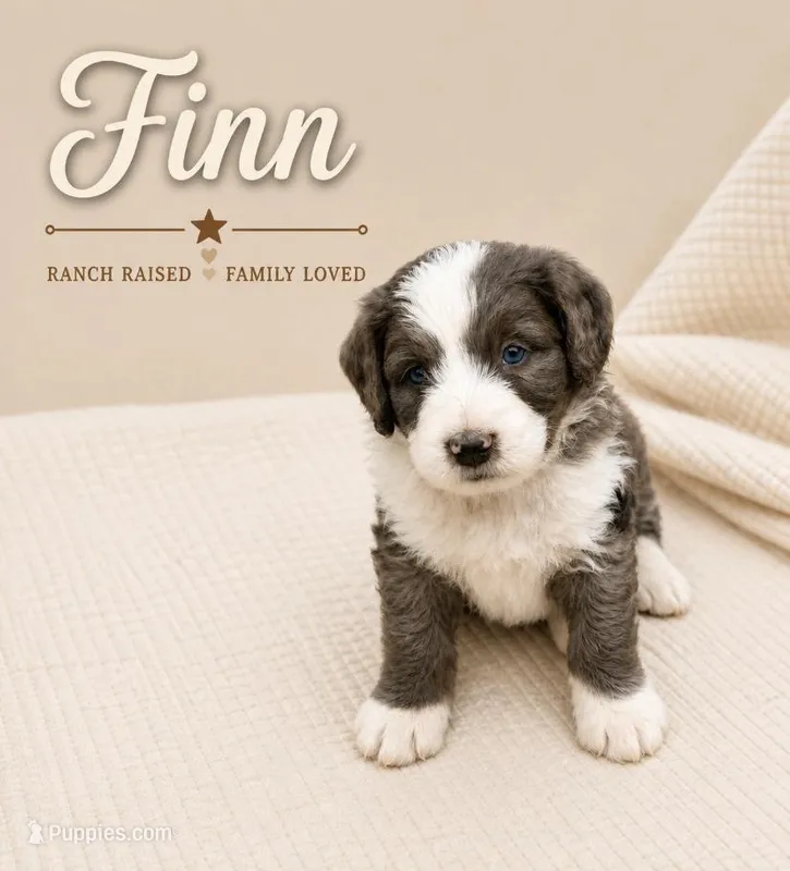 Finn – Bernedoodle puppy for sale in Lone Grove, OK