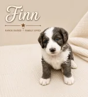 Finn, a male Bernedoodle for sale in Lone Grove, OK – 1 of 3