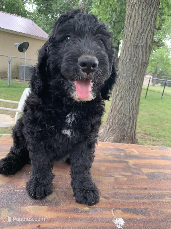 Cash – Bernedoodle puppy for sale in Lone Grove, OK