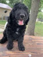 Cash, a male Bernedoodle for sale in Lone Grove, OK – 1 of 1