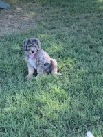 Ella, a female Bernedoodle for sale in Lone Grove, OK – 5 of 6
