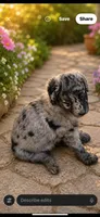 Oakley , a female Bernedoodle for sale in Lone Grove, OK – 2 of 2