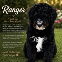 Ranger , a male Bernedoodle for sale in Lone Grove, OK – 1 of 1