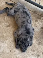 Oakley , a female Bernedoodle for sale in Lone Grove, OK – 5 of 6