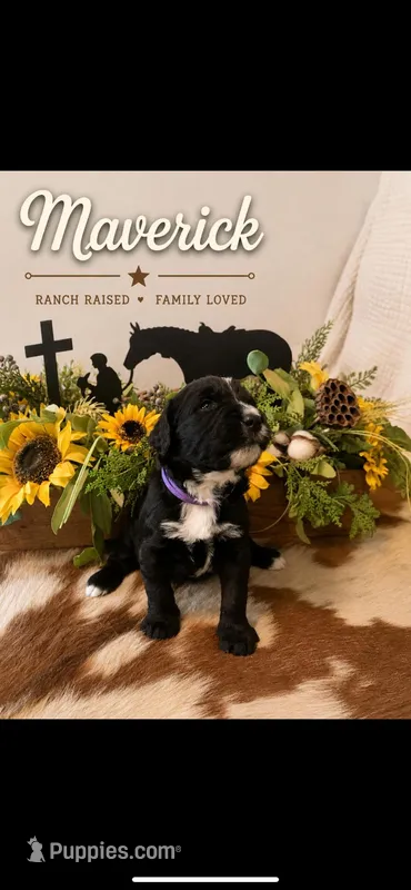 Maverick  – Bernedoodle puppy for sale in Lone Grove, OK