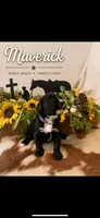 Maverick , a male Bernedoodle for sale in Lone Grove, OK – 1 of 2