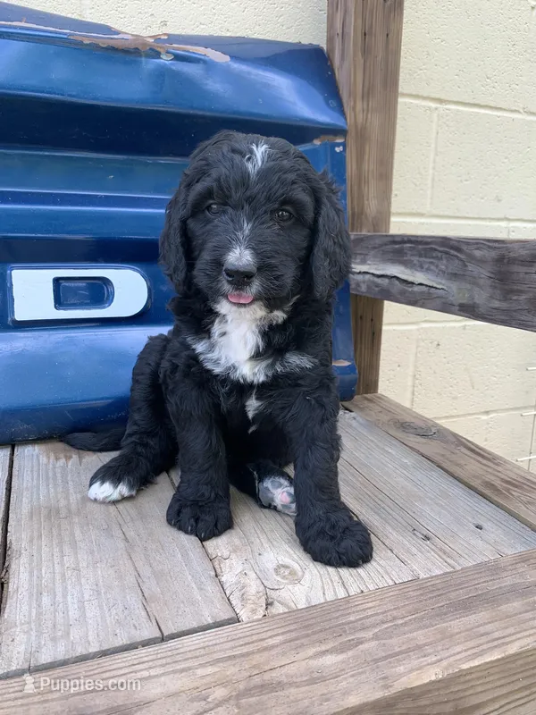 Maverick  – Bernedoodle puppy for sale in Lone Grove, OK