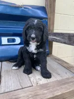 Maverick , a male Bernedoodle for sale in Lone Grove, OK – 2 of 2