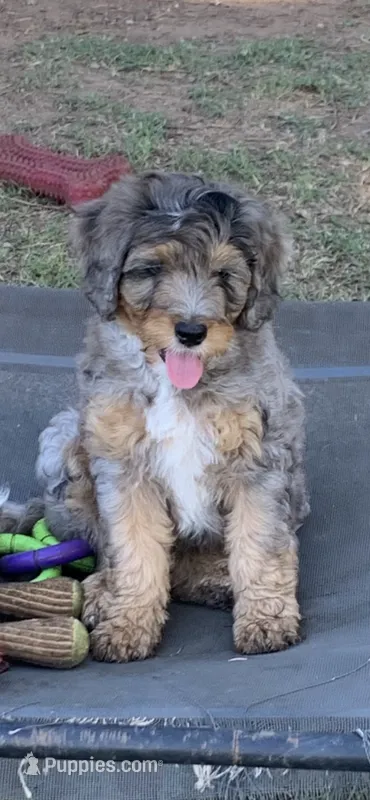 Ella – Bernedoodle puppy for sale in Lone Grove, OK