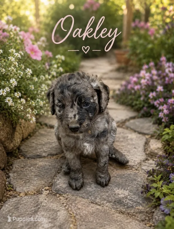 Oakley  – Bernedoodle puppy for sale in Lone Grove, OK