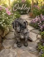 Oakley , a female Bernedoodle for sale in Lone Grove, OK – 1 of 2