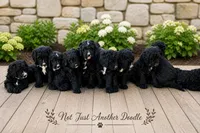 Macy, a female Bernedoodle for sale in Lone Grove, OK – 2 of 2