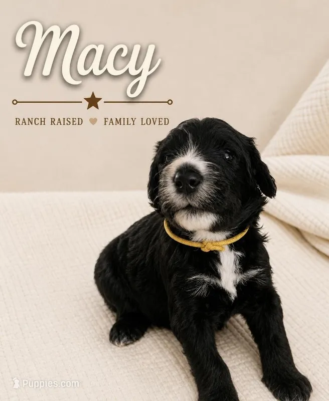 Macy – Bernedoodle puppy for sale in Lone Grove, OK