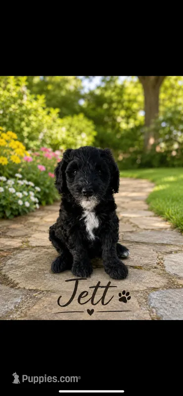 Jett – Bernedoodle puppy for sale in Lone Grove, OK