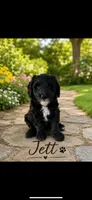 Jett, a male Bernedoodle for sale in Lone Grove, OK – 1 of 1