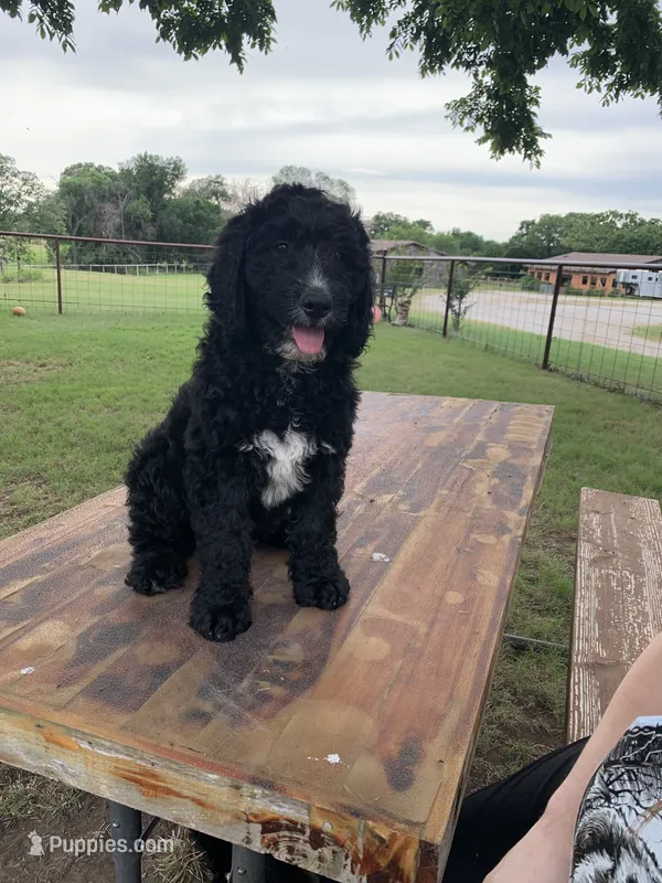 Callahan  – Bernedoodle puppy for sale in Lone Grove, OK