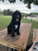 Callahan , a male Bernedoodle for sale in Lone Grove, OK – 1 of 3