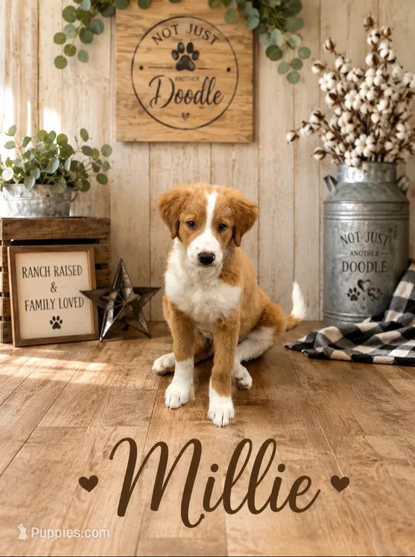 Millie – Bernedoodle puppy for sale in Lone Grove, OK
