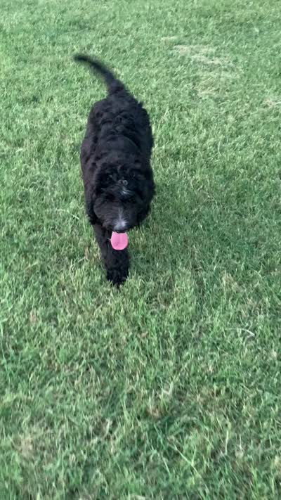 Maverick , a male Bernedoodle for sale in Lone Grove, OK – 3 of 5
