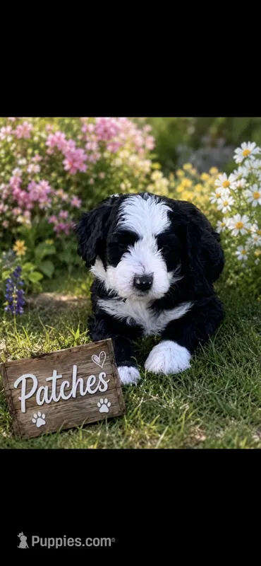 Patched – Bernedoodle puppy for sale in Lone Grove, OK