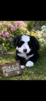 Patched, a female Bernedoodle for sale in Lone Grove, OK – 1 of 2