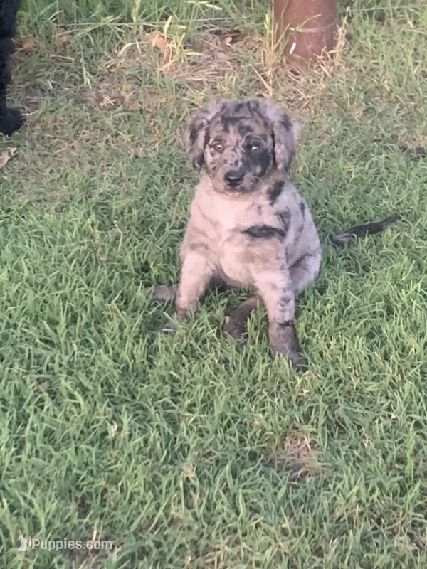Oakley  – Bernedoodle puppy for sale in Lone Grove, OK