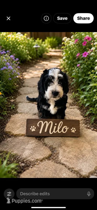 Milo – Bernedoodle puppy for sale in Lone Grove, OK