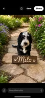 Milo, a male Bernedoodle for sale in Lone Grove, OK – 1 of 3